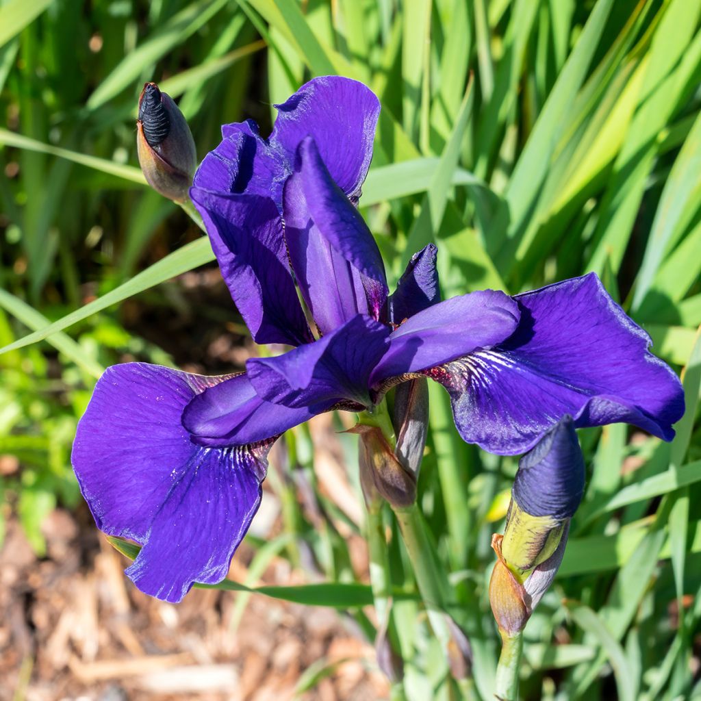 Lirio de Siberia Caesar's Brother - Iris sibirica