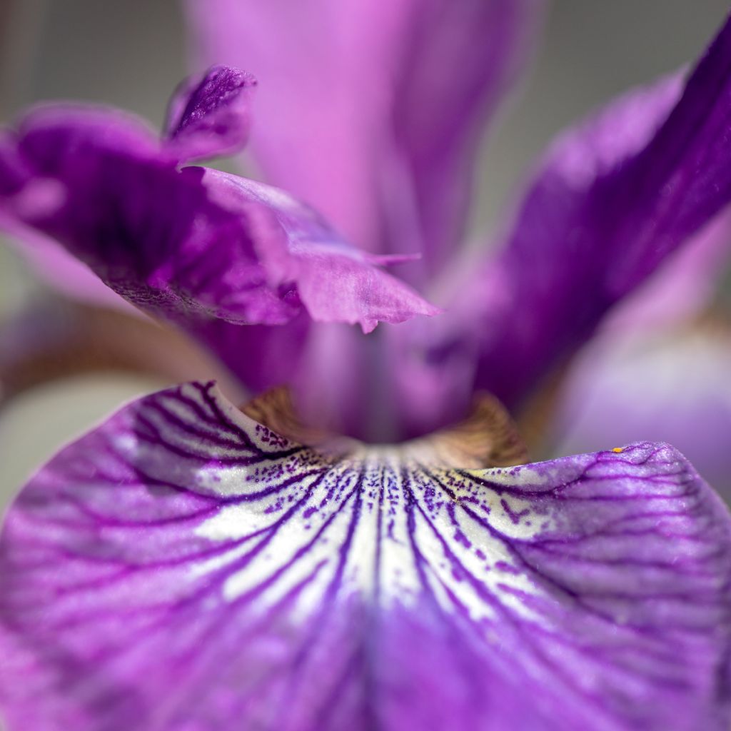 Lirio de Siberia Sparkling Rose - Iris sibirica