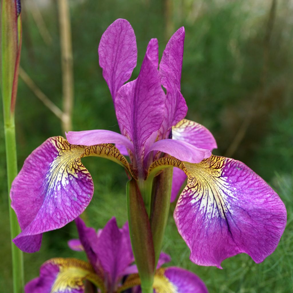 Lirio de Siberia Sparkling Rose - Iris sibirica