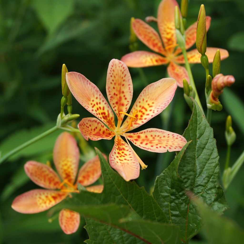 Belamcanda chinensis - Lirio leopardo