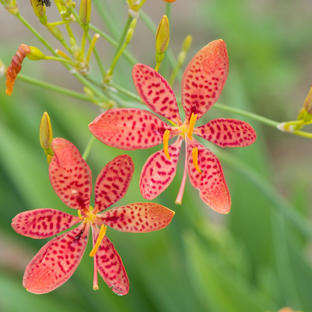 Belamcanda chinensis - Lirio leopardo