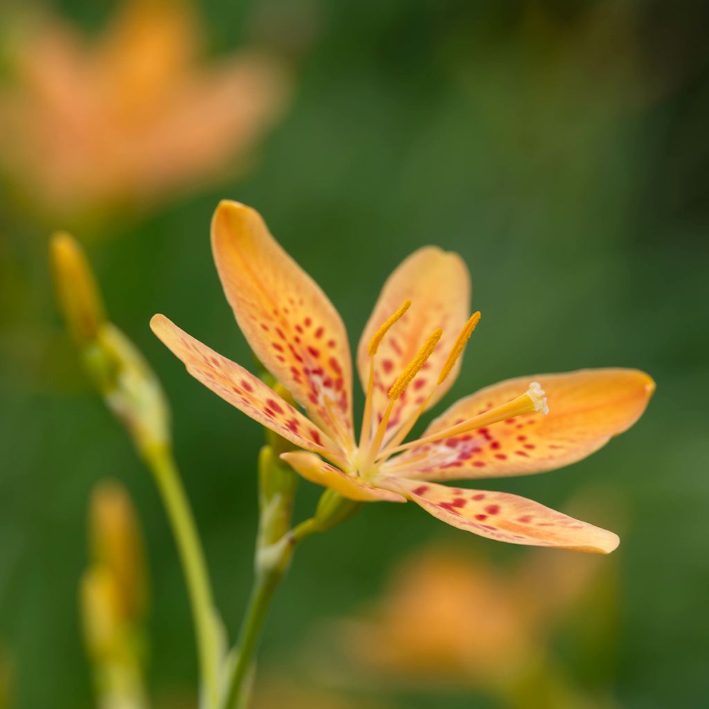 Belamcanda chinensis - Lirio leopardo