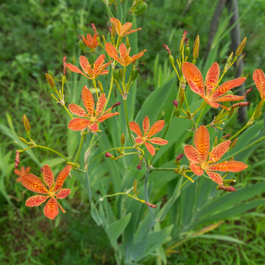 Belamcanda chinensis - Lirio leopardo