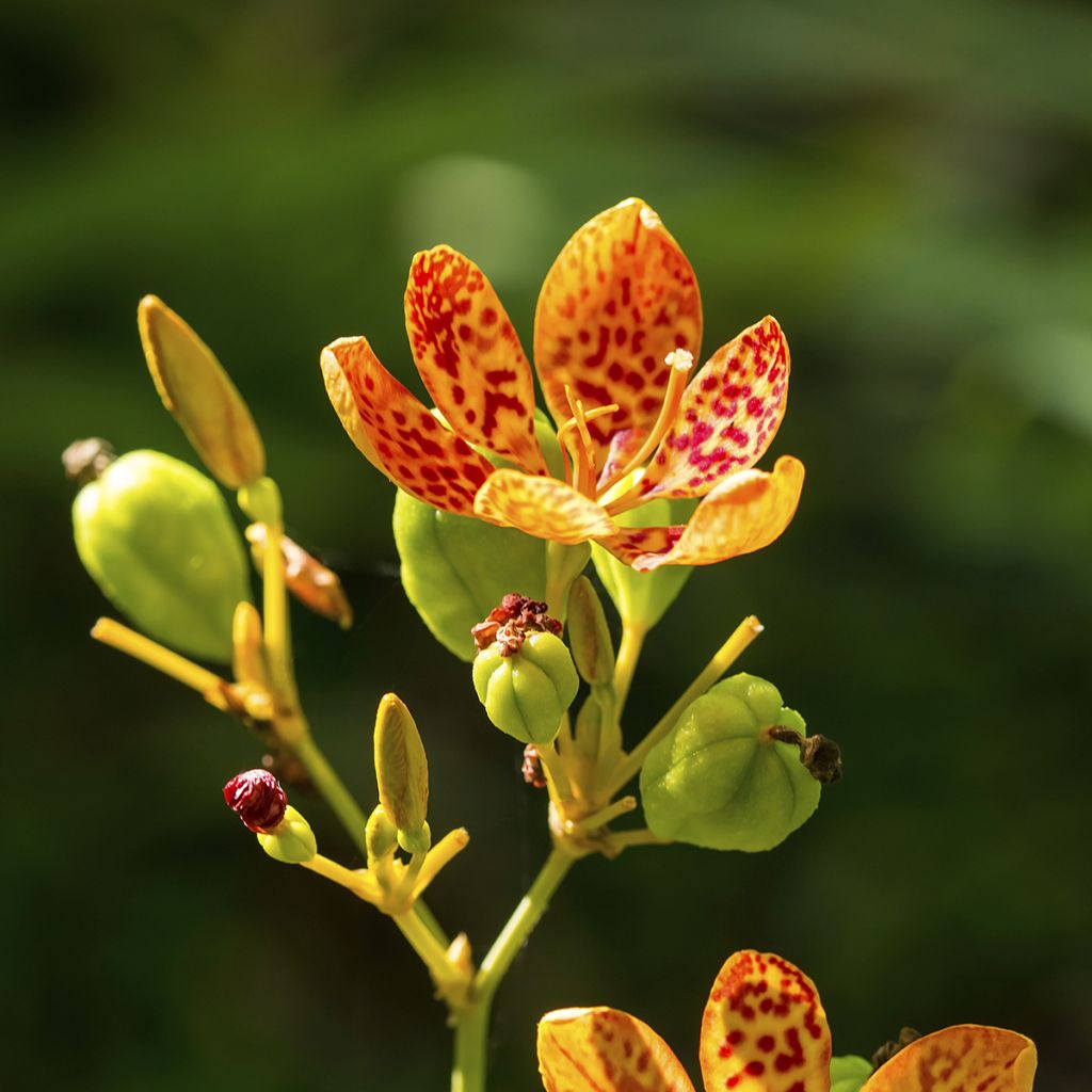 Belamcanda chinensis - Lirio leopardo