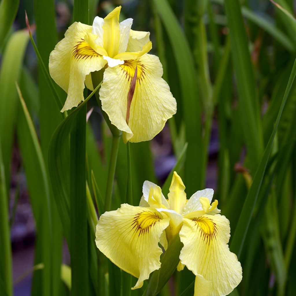 Iris Japonés Aichi-no-Kagayaki - Iris ensata