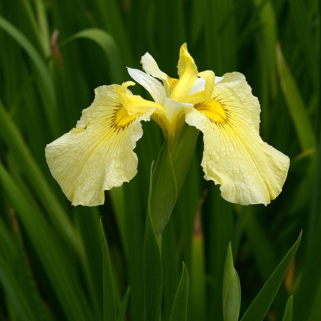 Iris Japonés Aichi-no-Kagayaki - Iris ensata