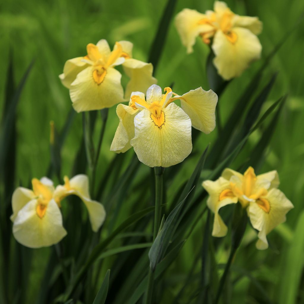 Iris Japonés Aichi-no-Kagayaki - Iris ensata