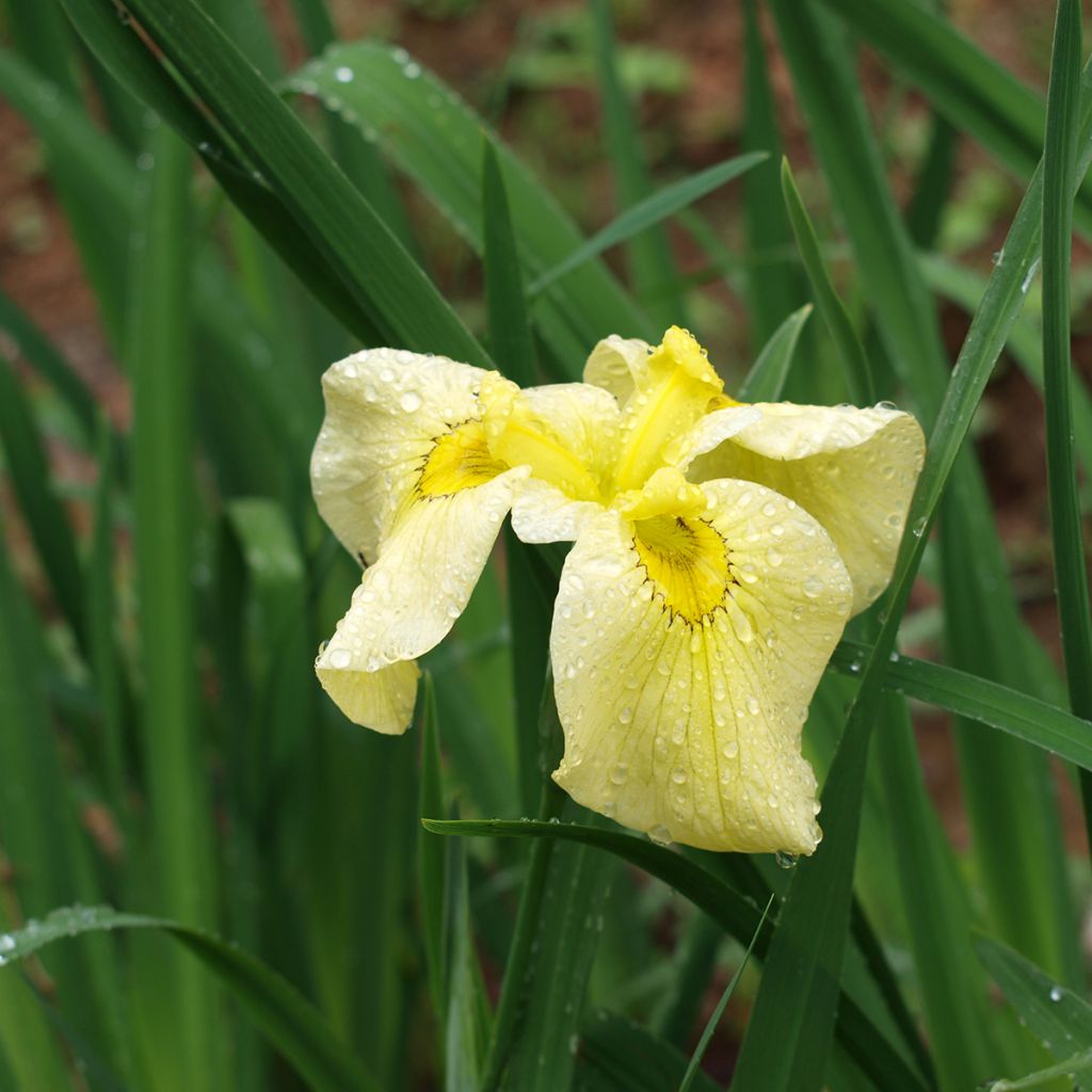 Iris Japonés Aichi-no-Kagayaki - Iris ensata