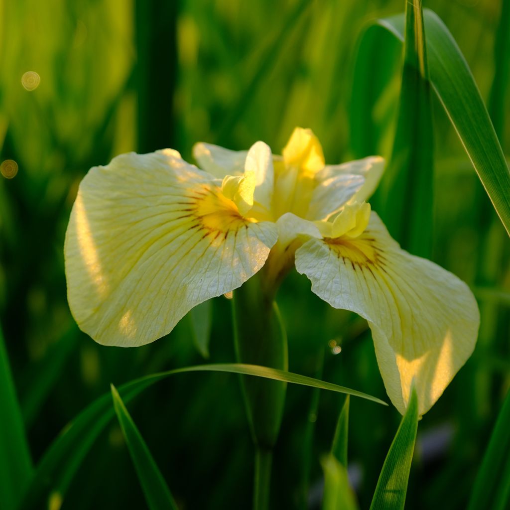 Iris Japonés Aichi-no-Kagayaki - Iris ensata