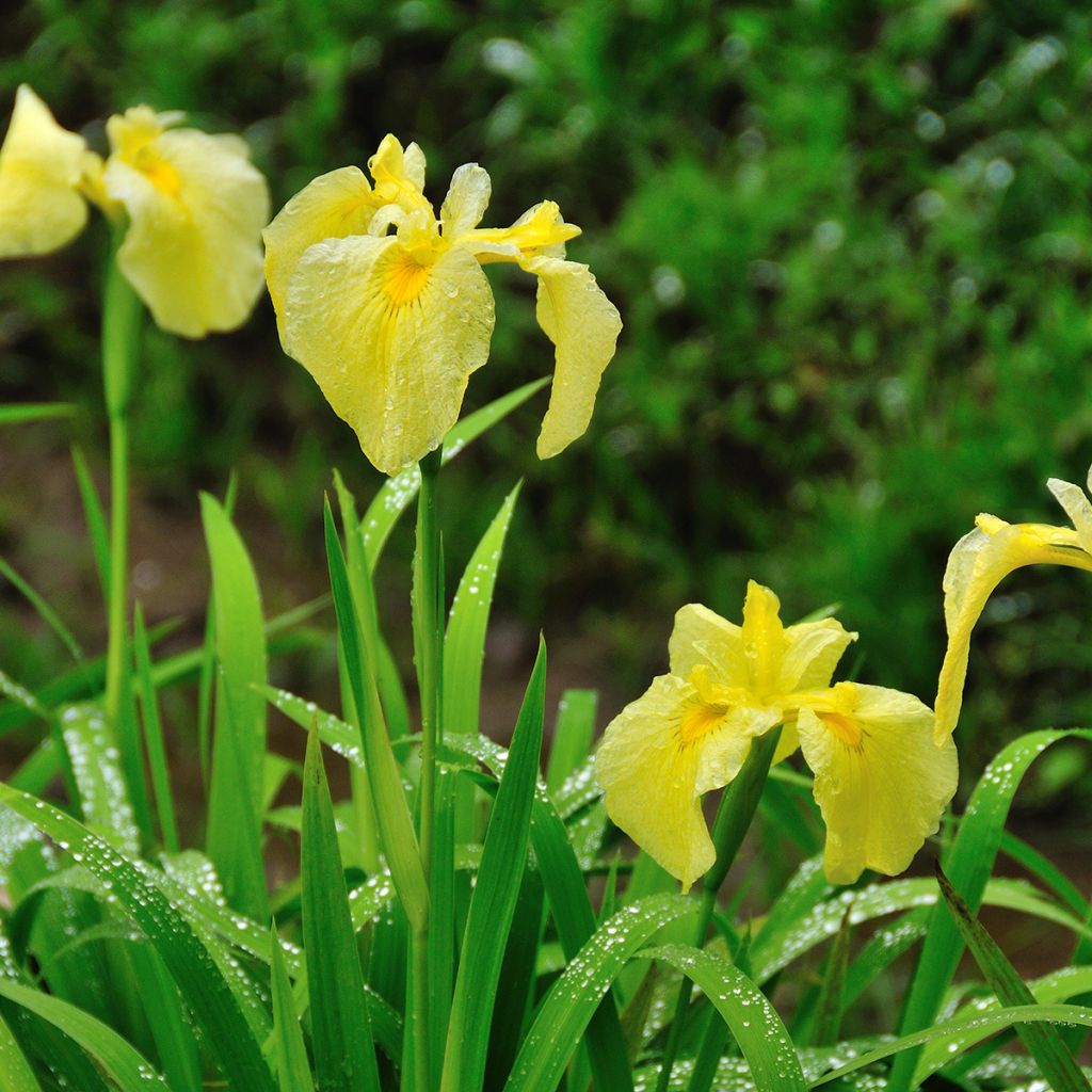 Iris Japonés Aichi-no-Kagayaki - Iris ensata