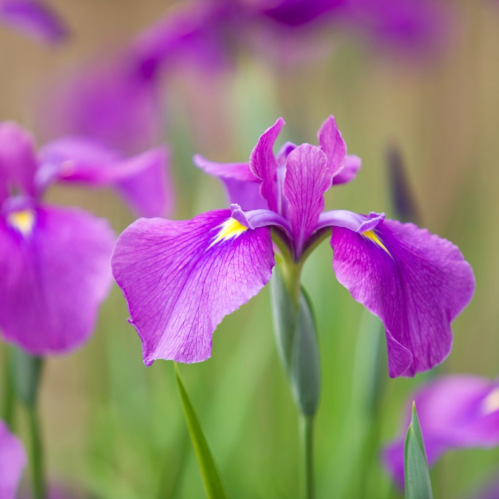 Iris Japonés Sea of Amethyst - Iris ensata