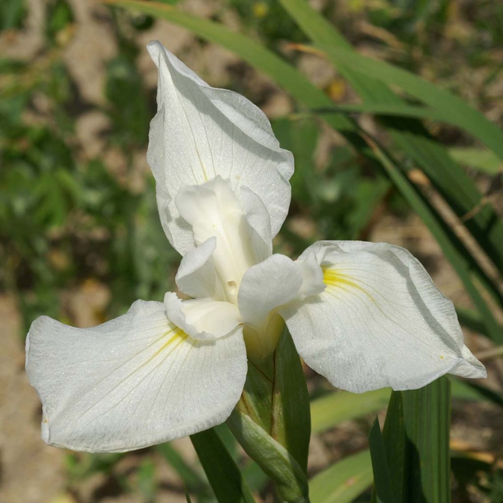 Iris du Japon - Iris ensata Comtesse de Paris