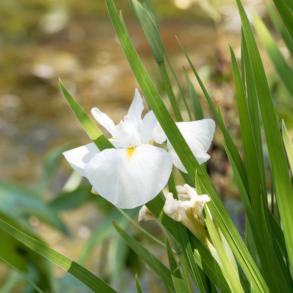 Iris Japonés Diamant - Iris ensata