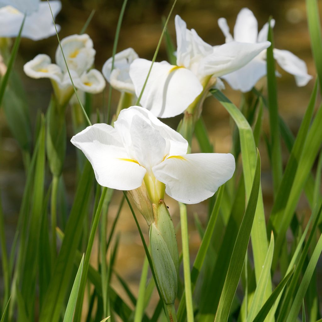 Iris Japonés Diamant - Iris ensata