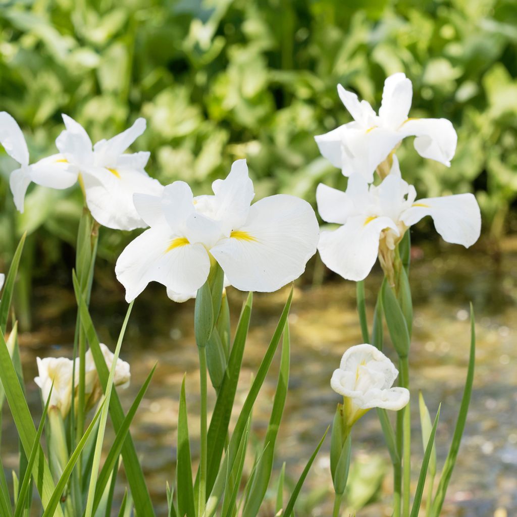 Iris Japonés Diamant - Iris ensata