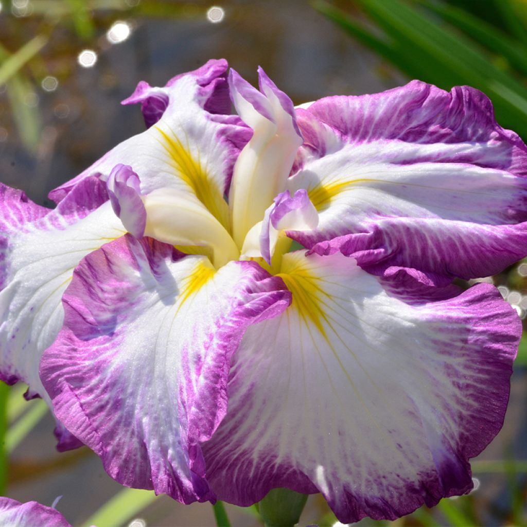 Iris Japonés Dinner Plate Tiramisu - Iris ensata