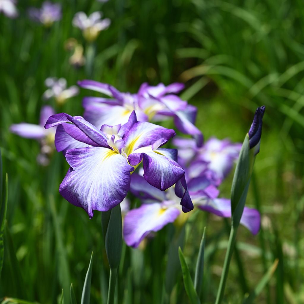 Iris Japonés Gracieuse - Iris ensata