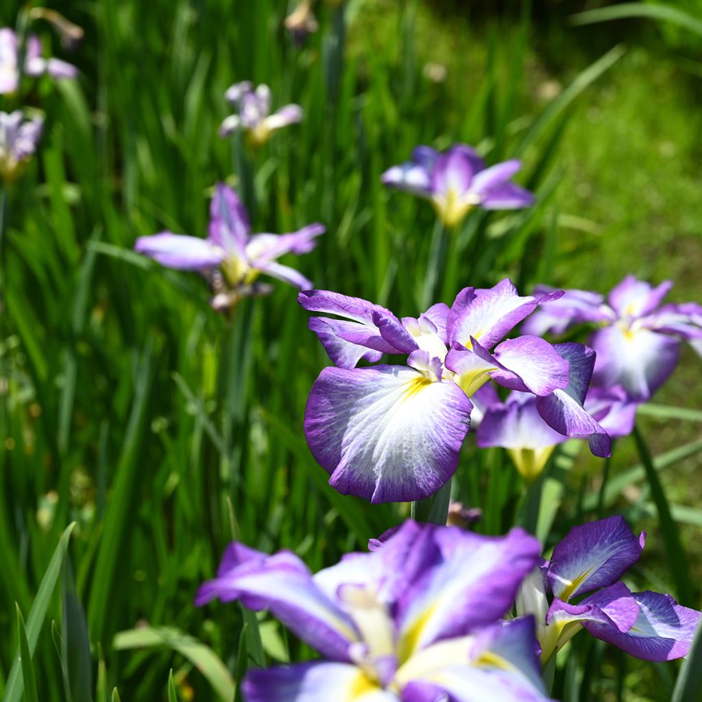 Iris Japonés Gracieuse - Iris ensata