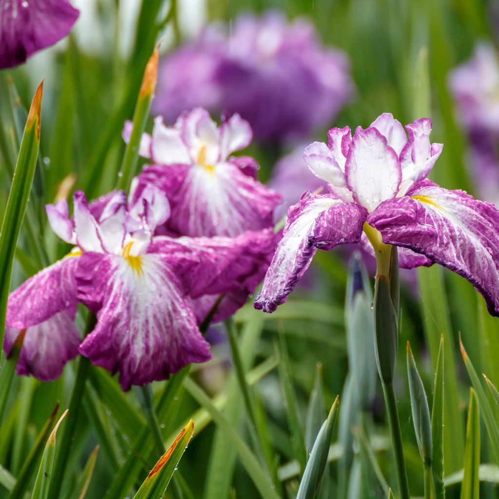 Iris Japonés Harlequinesque - Iris ensata