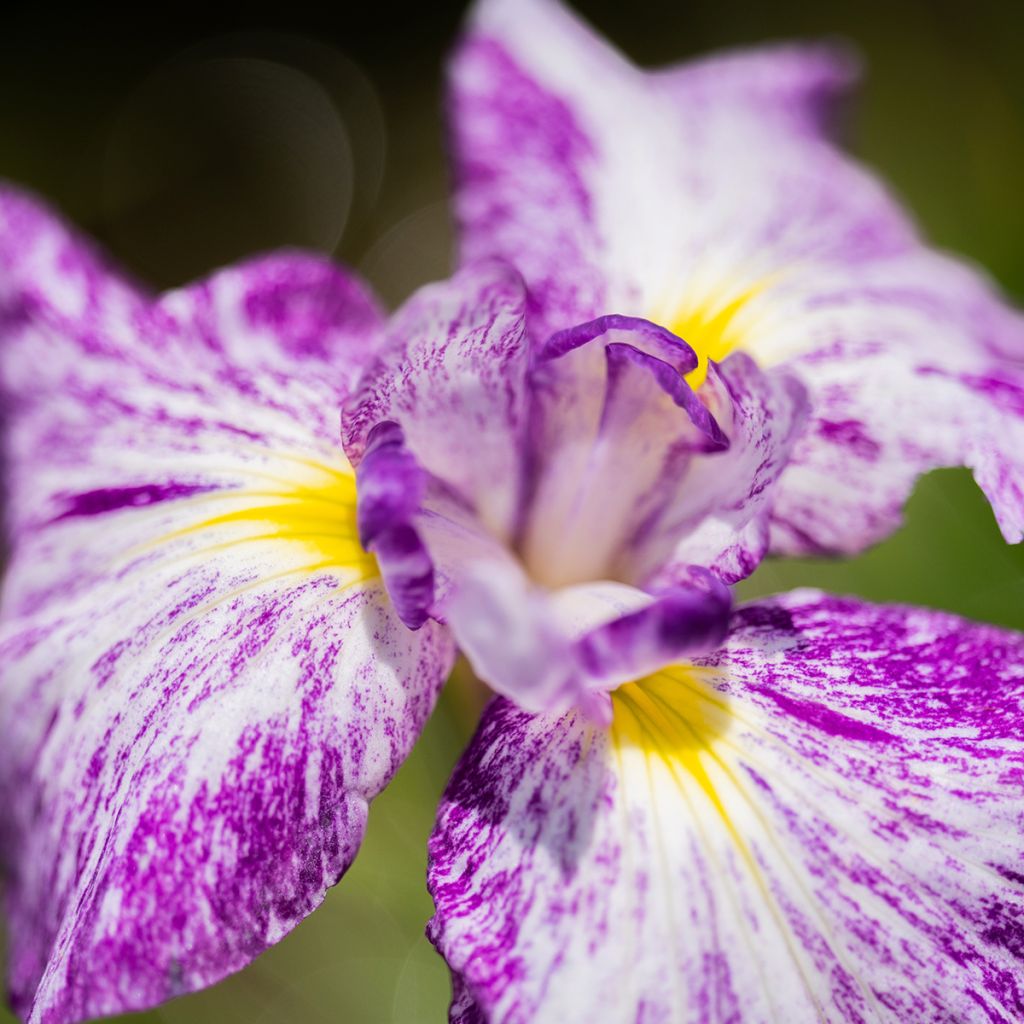 Iris Japonés Harlequinesque - Iris ensata