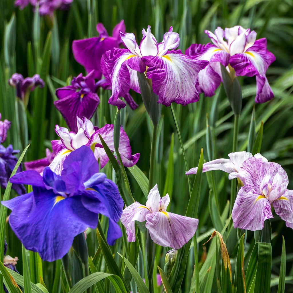 Iris Japonés Harlequinesque - Iris ensata