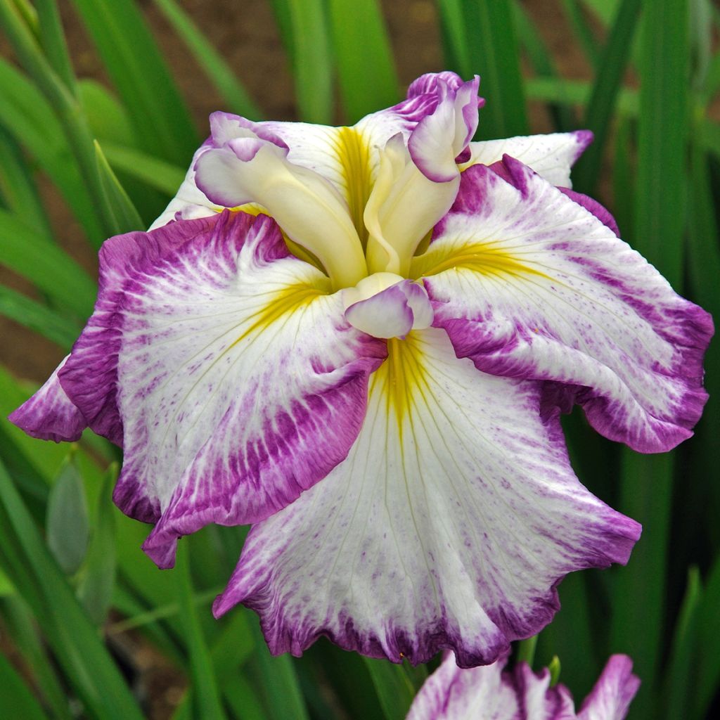 Iris Japonés Harlequinesque - Iris ensata