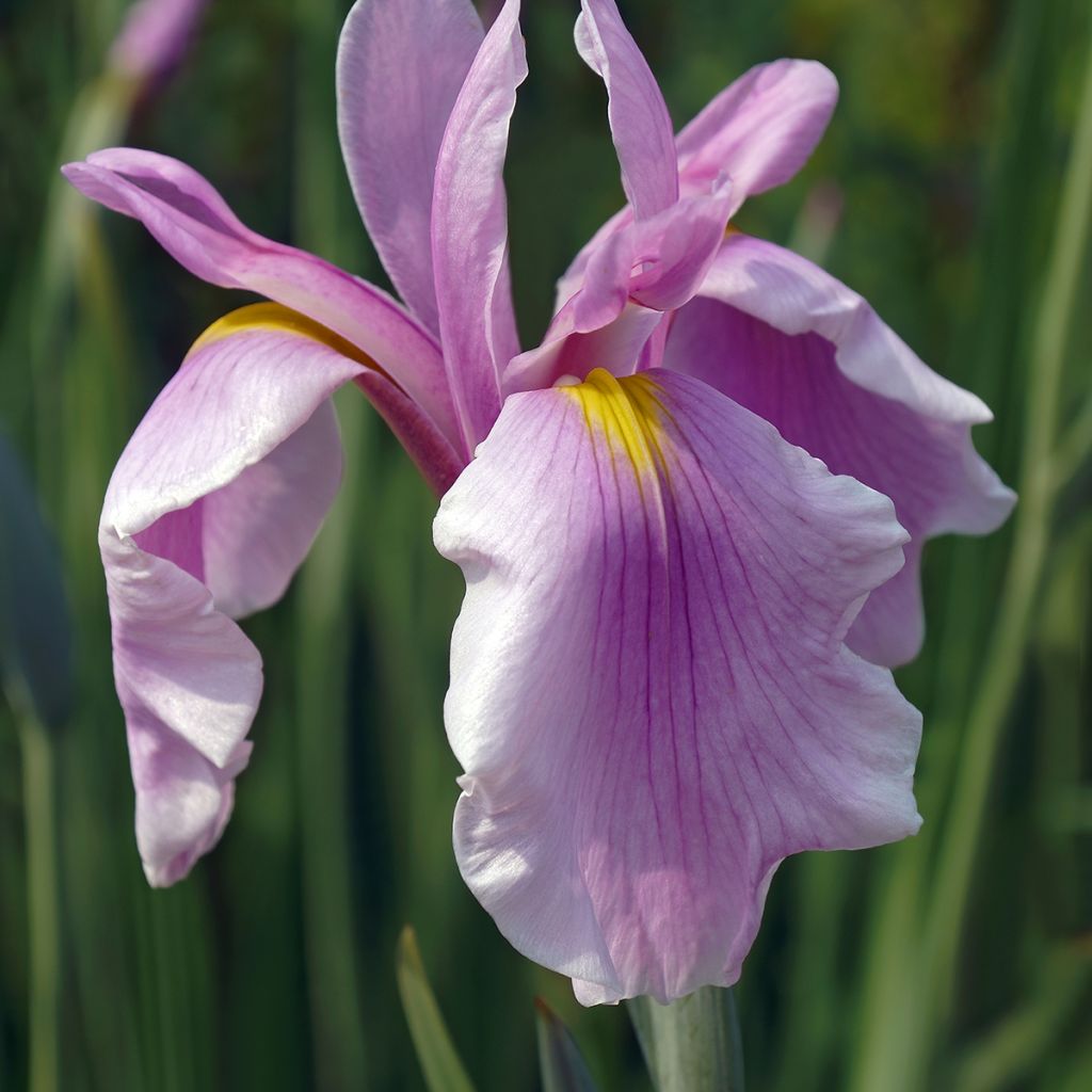 Iris Japonés Rose Queen - Iris ensata