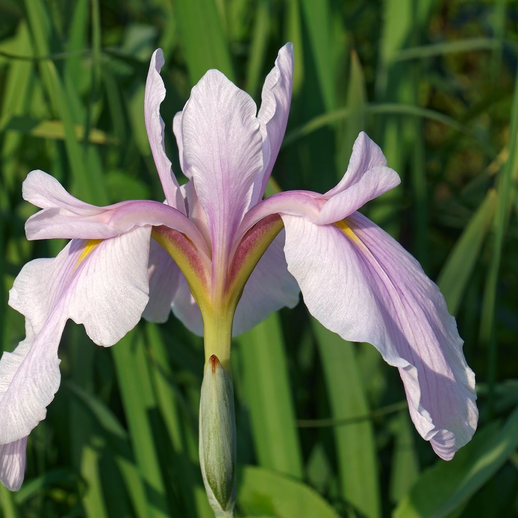 Iris Japonés Rose Queen - Iris ensata