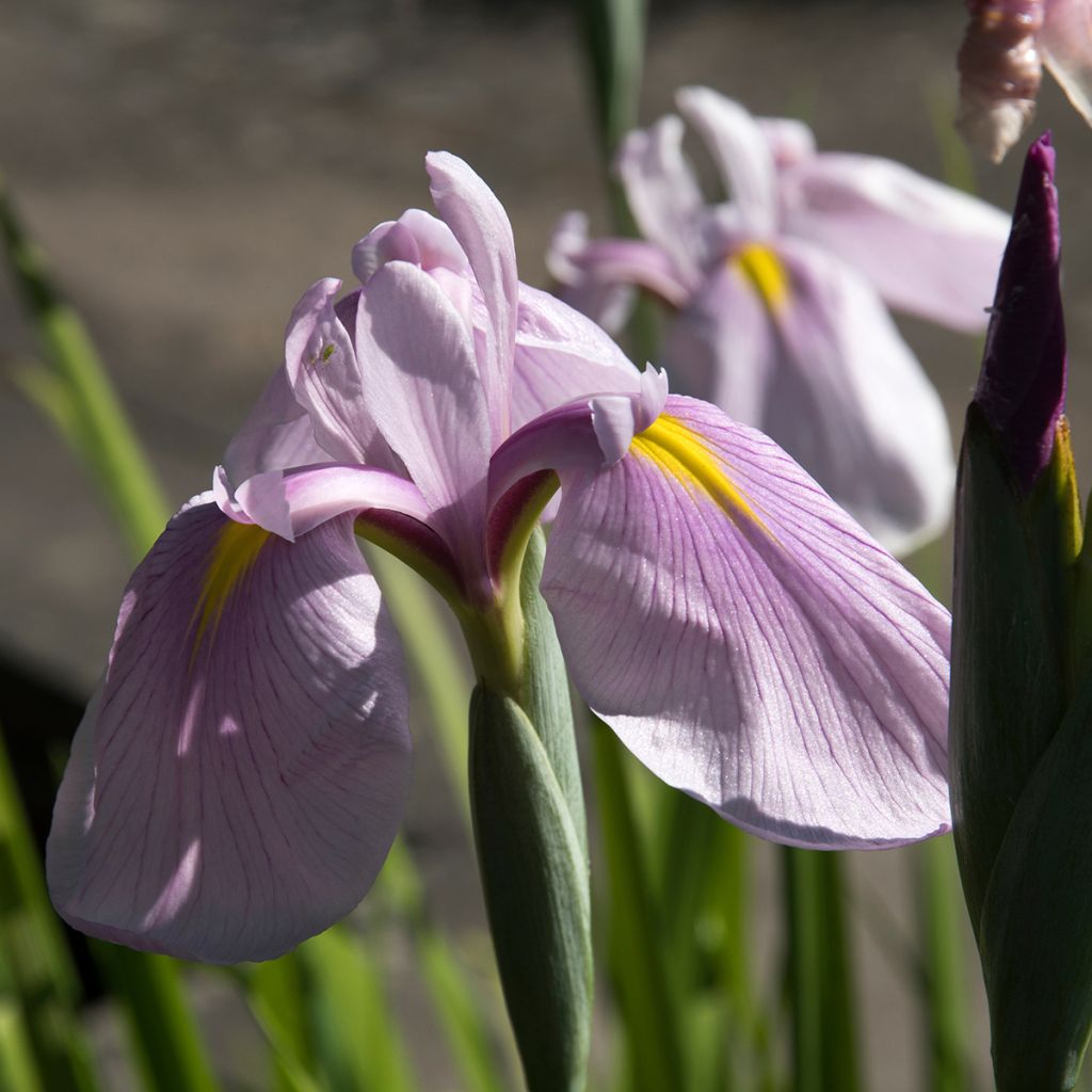 Iris Japonés Rose Queen - Iris ensata