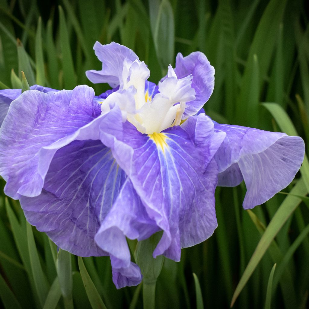 Iris Japonés Sugar Dome - Iris ensata