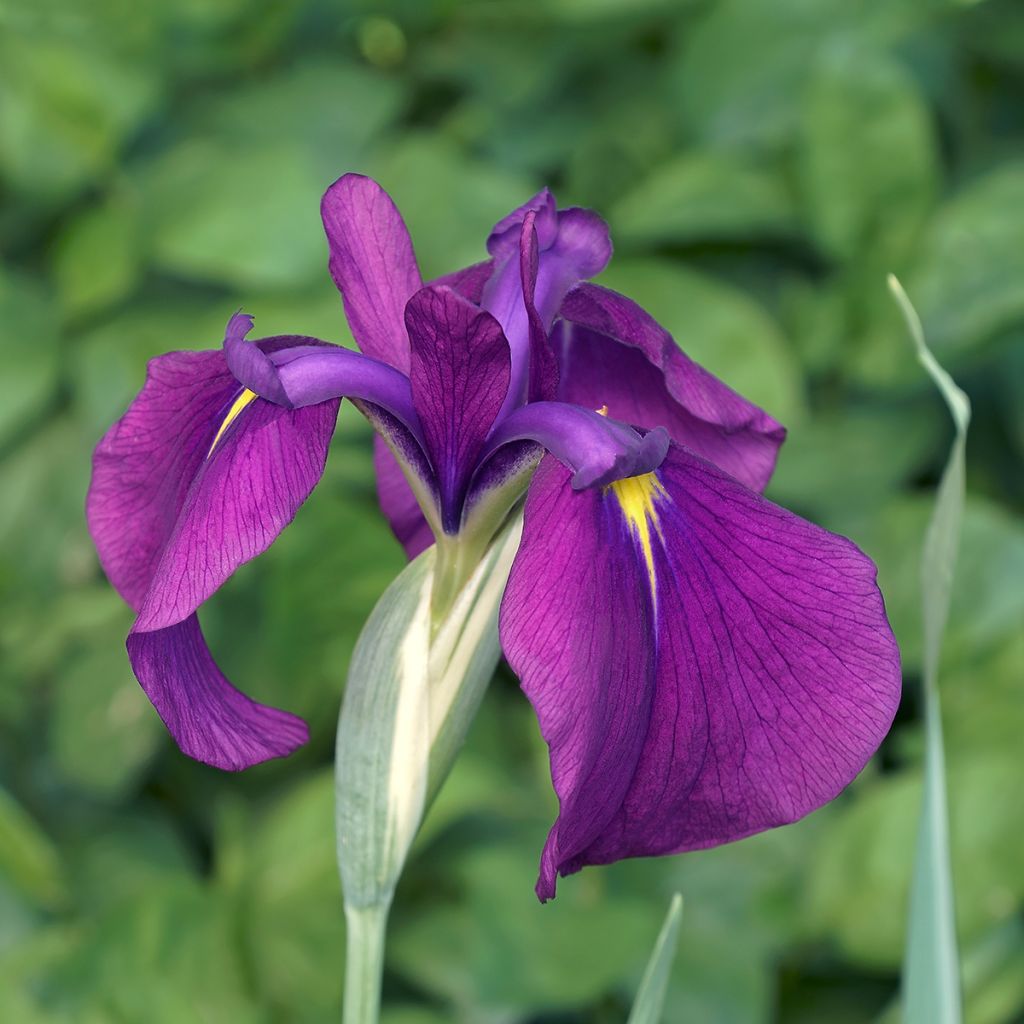 Iris Japonés Variegata - Iris ensata