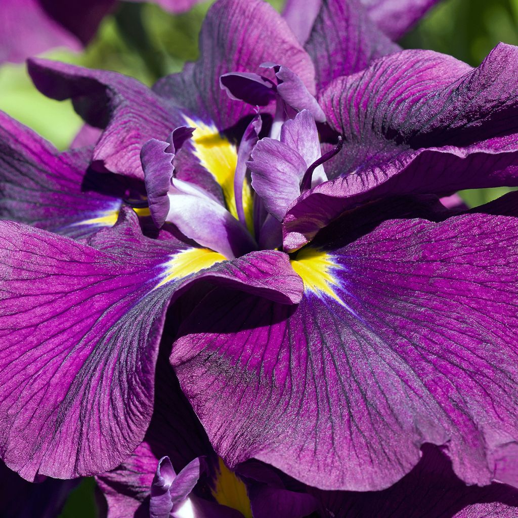 Iris Japonés Variegata - Iris ensata