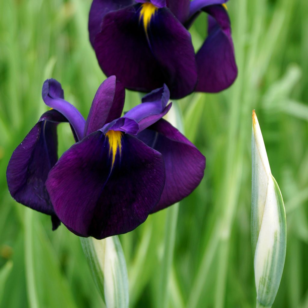 Iris Japonés Variegata - Iris ensata