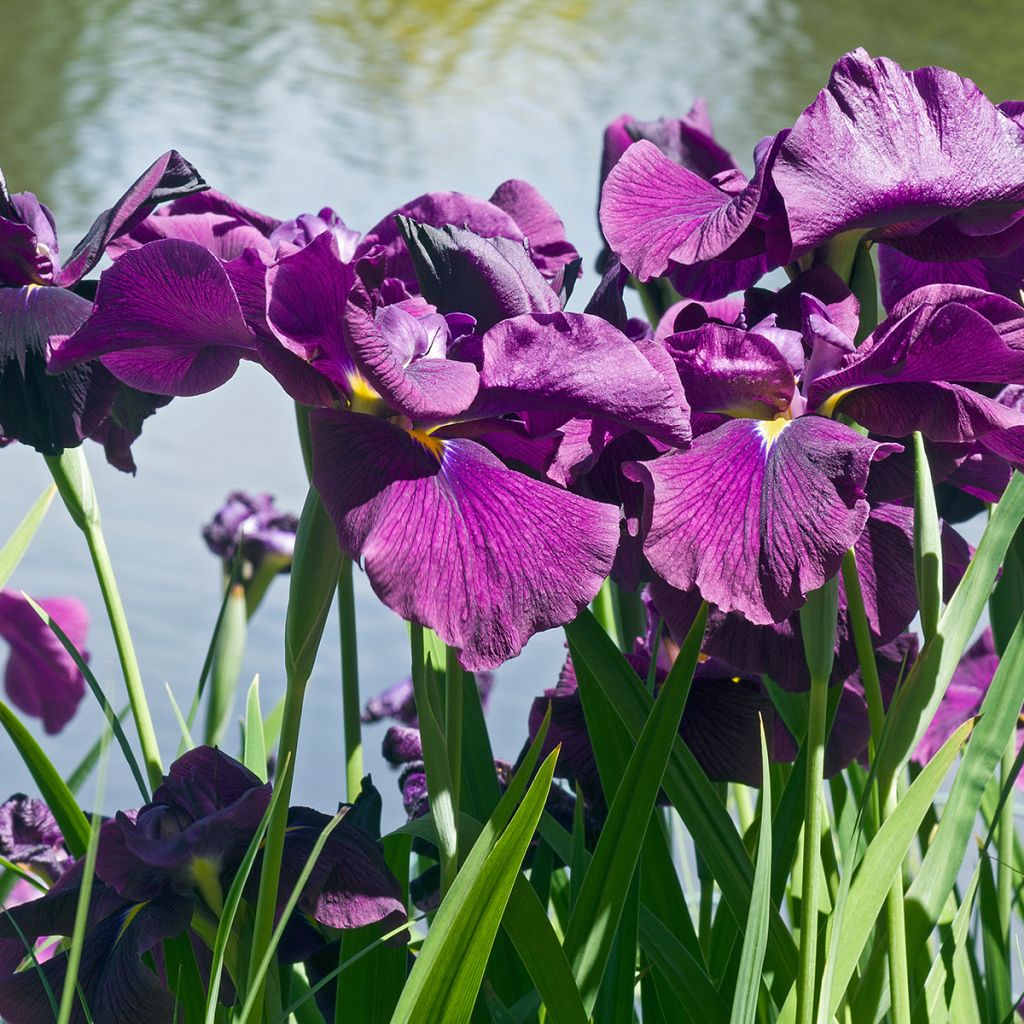 Iris Japonés Variegata - Iris ensata