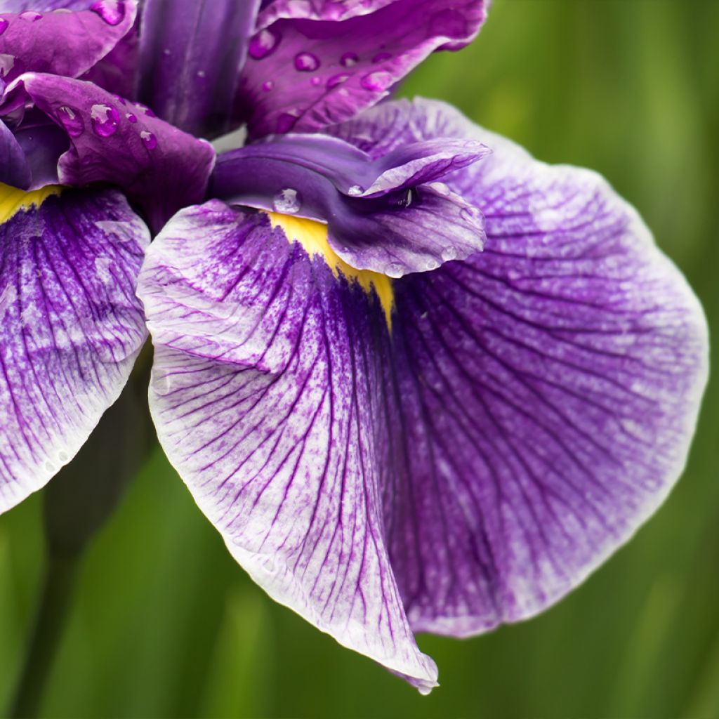 Iris Japonés Dinner Plate Sundae - Iris ensata