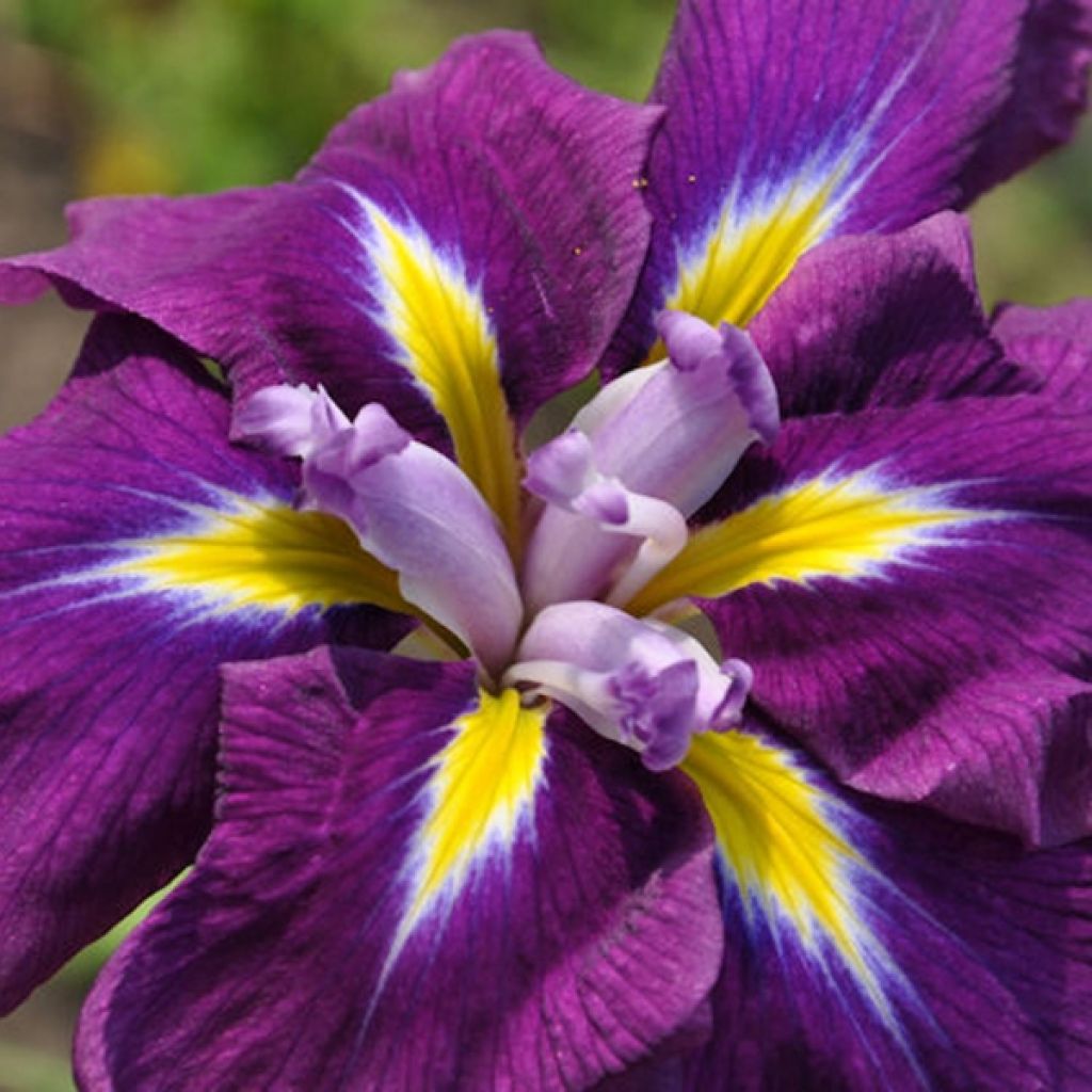 Iris du Japon - Iris ensata Sensation