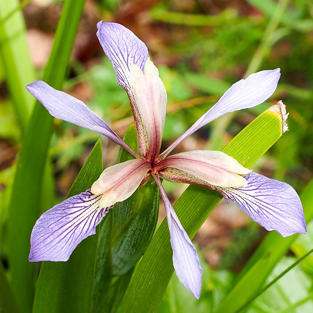 Iris foetidissima - Lirio hediondo