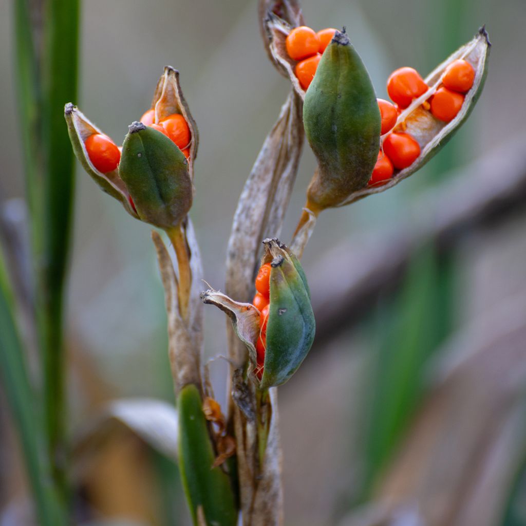 Iris foetidissima - Lirio hediondo