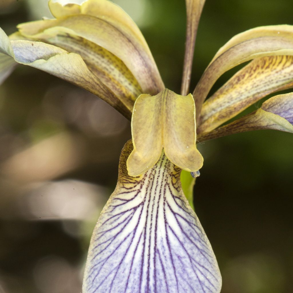 Iris foetidissima - Lirio hediondo