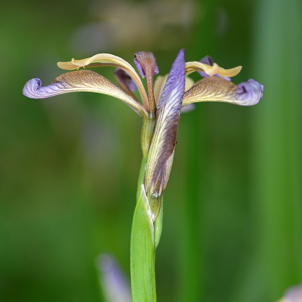 Iris foetidissima - Lirio hediondo