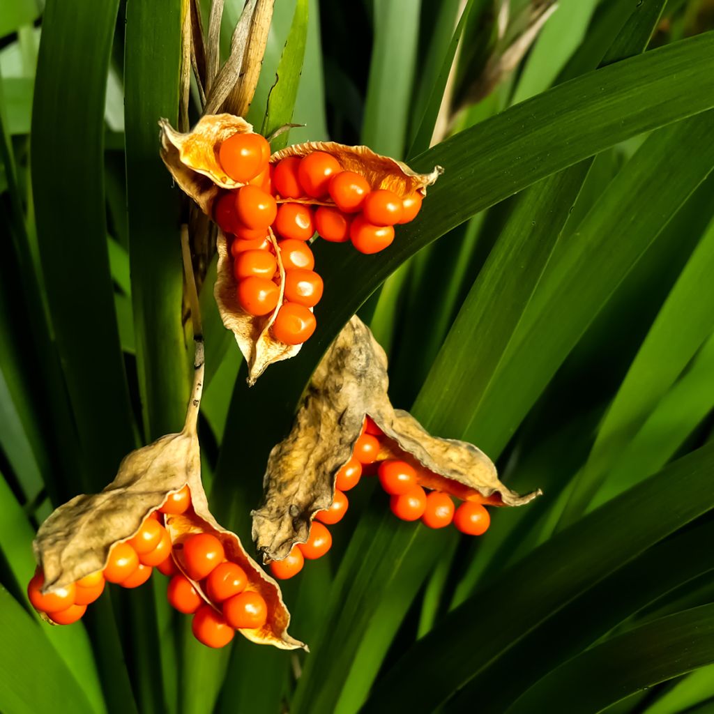 Iris foetidissima - Lirio hediondo