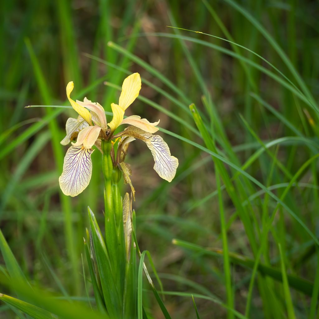 Iris foetidissima - Lirio hediondo