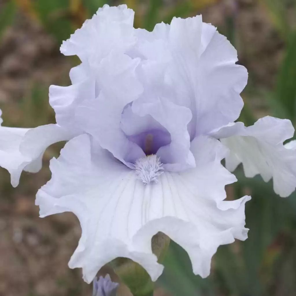 Iris germanica After The Rain