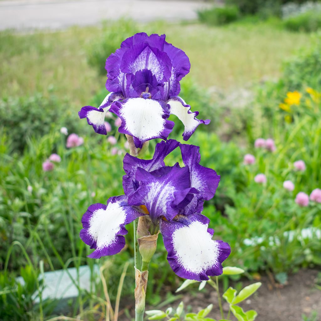 Iris germanica Art Déco