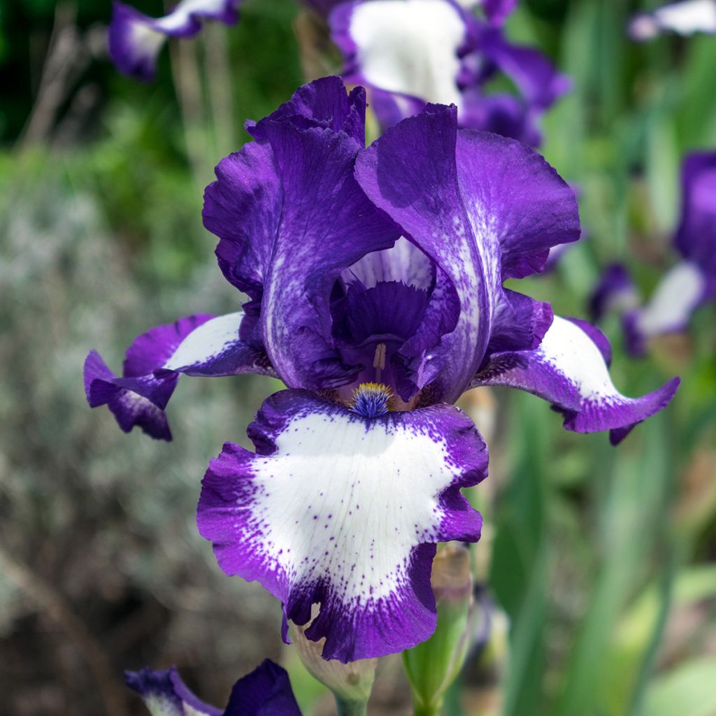 Iris germanica Art Déco