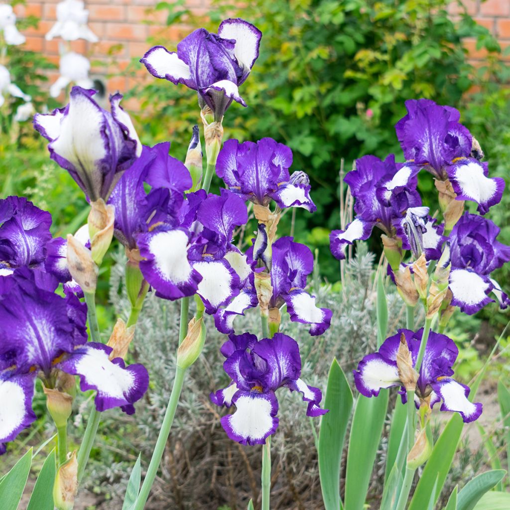 Iris germanica Art Déco