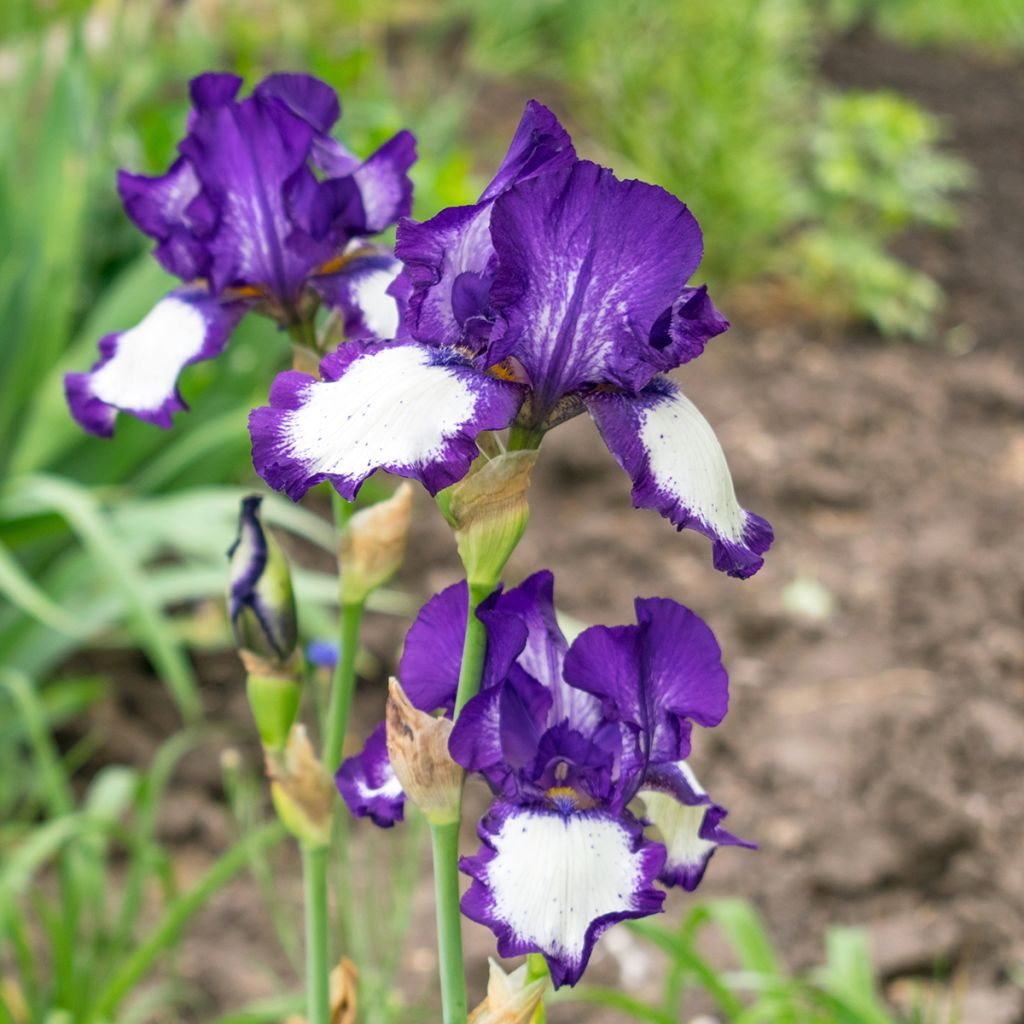 Iris germanica Art Déco