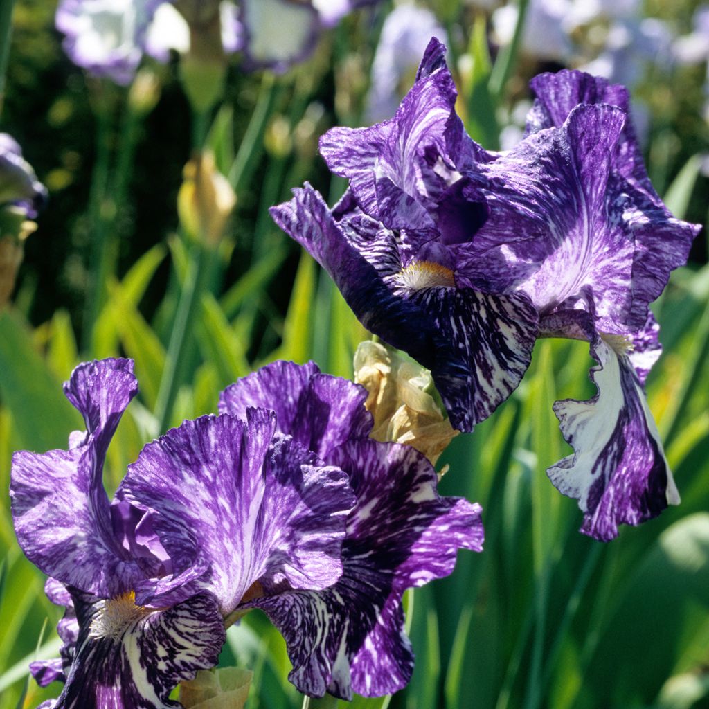 Iris germanica Batik