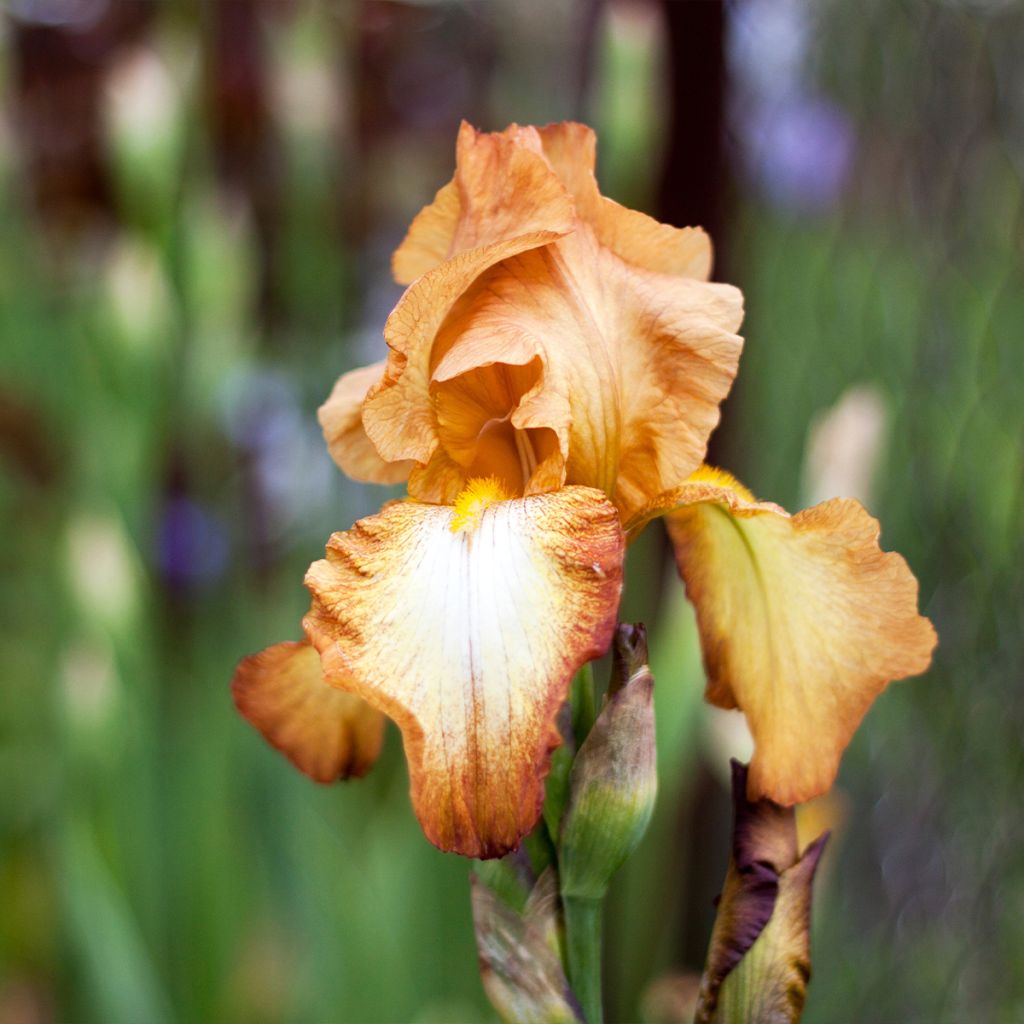 Iris germanica Belvi Queen - Iris des Jardins remontant