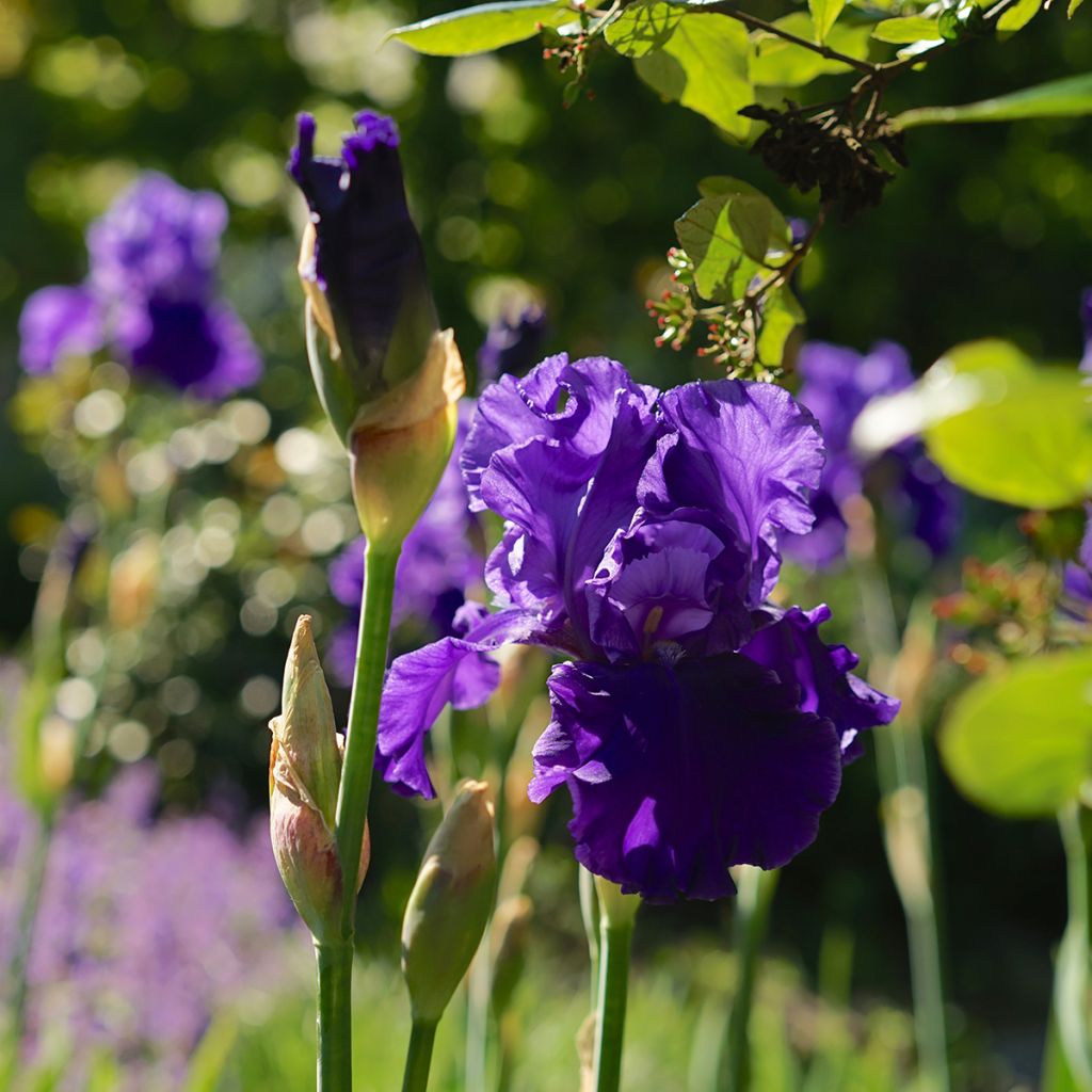 Iris germanica Blenheim Royal